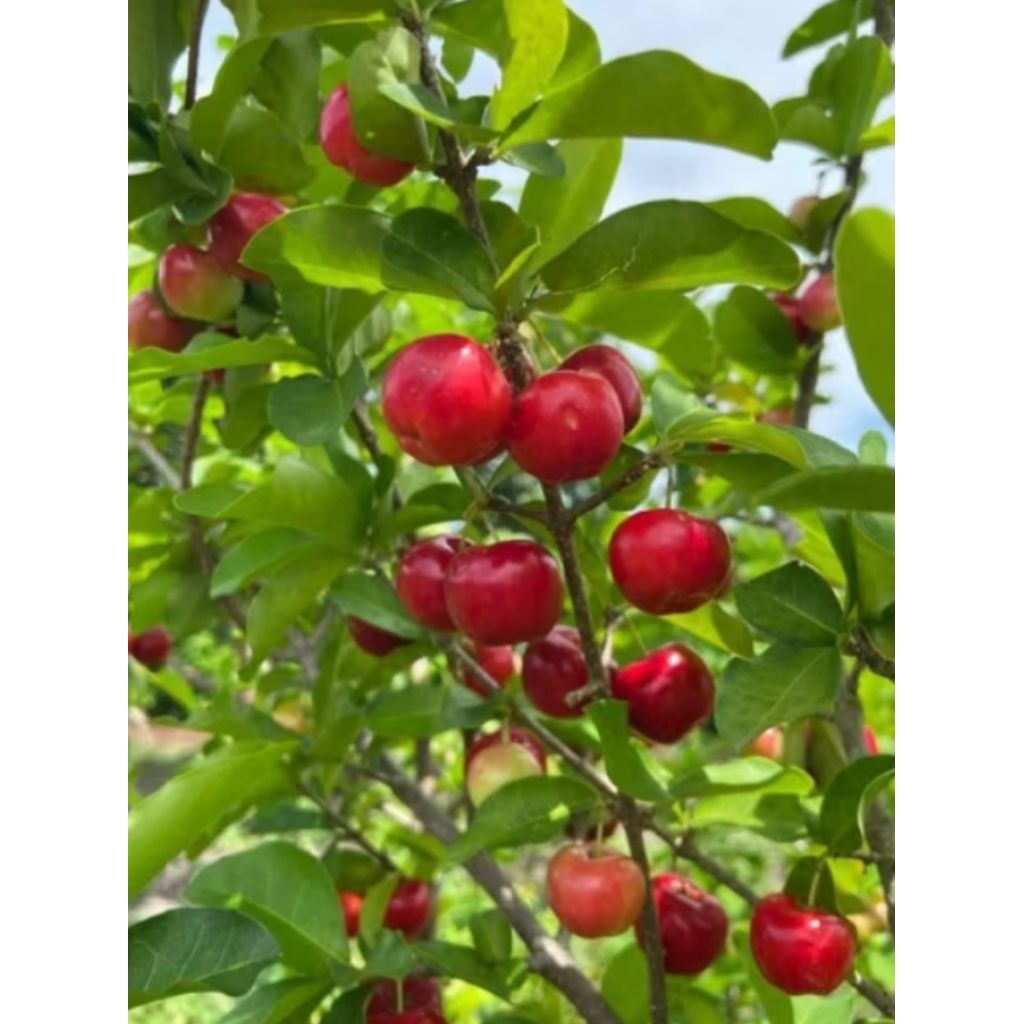 

Buah Mahkota Dewa Segar 1kg