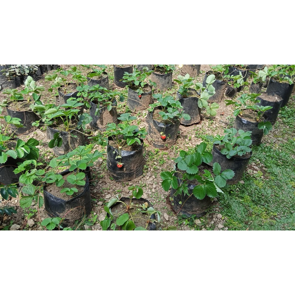 

Stoberi Tanaman Buah segar