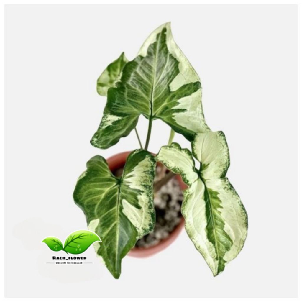 Syngonium three kings - syngonium magic marble - tanaman hias