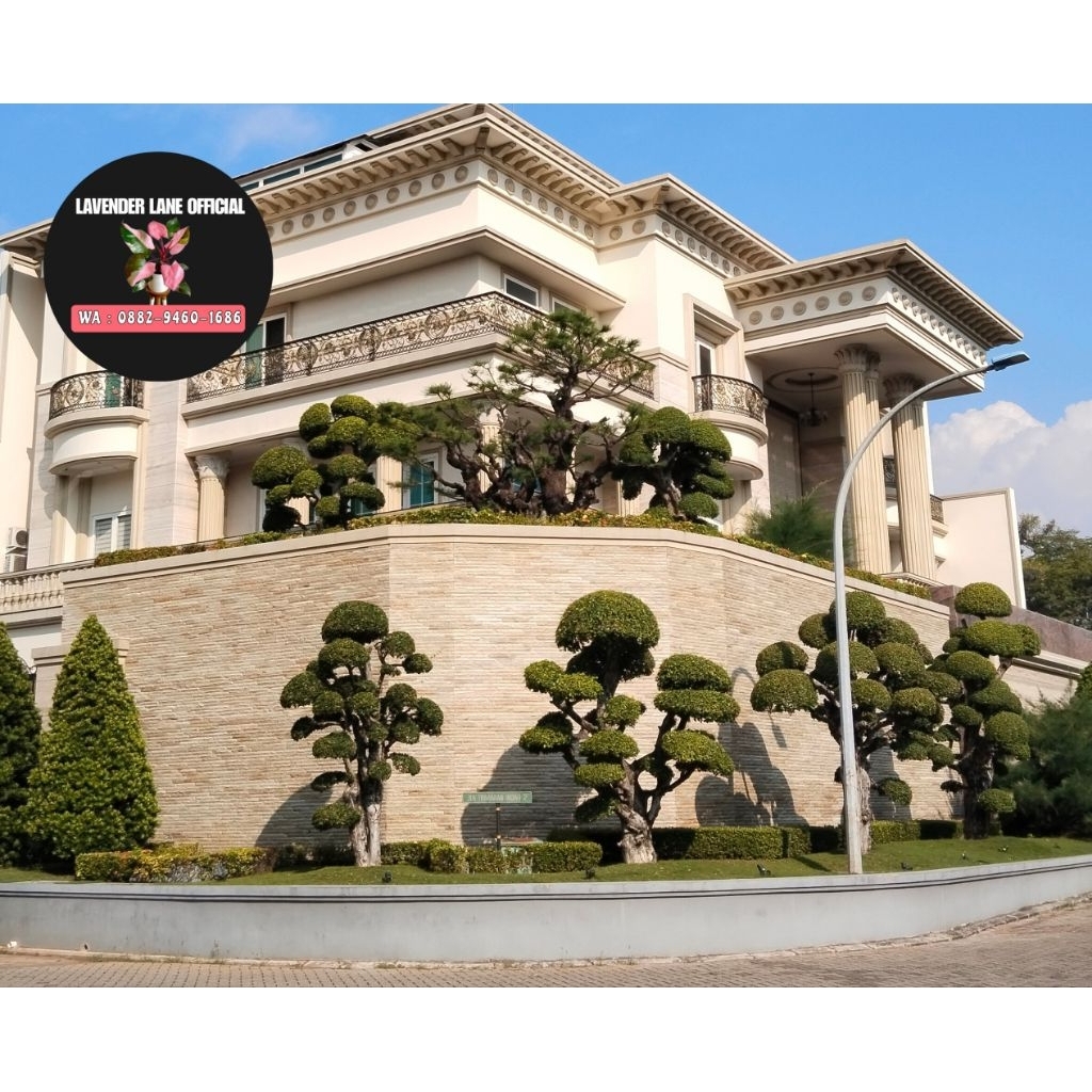 Pembuatan taman bonsai serut, depan rumah huck