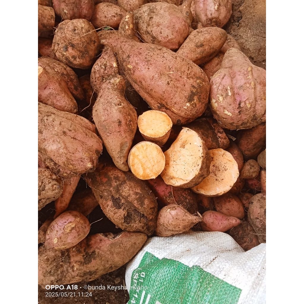 

mantang madu, umbi madu, muntul madu