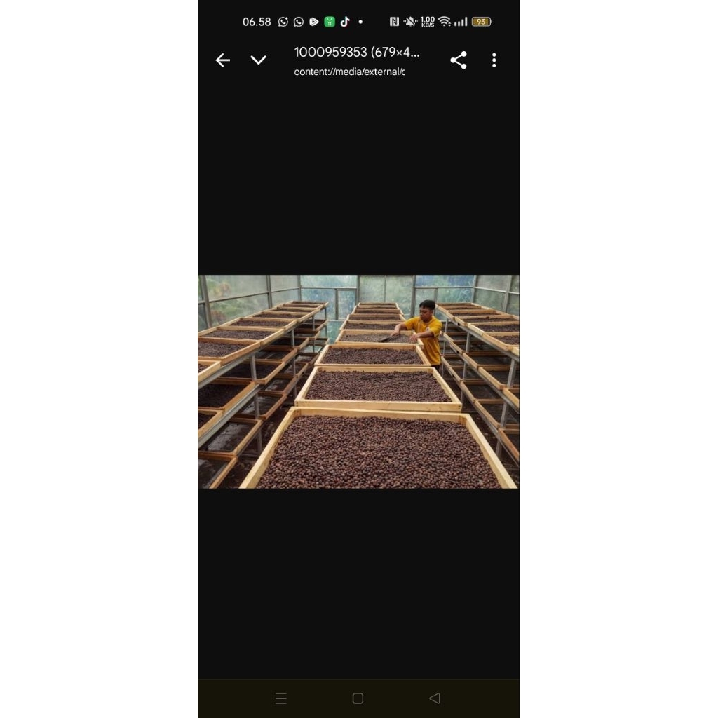 

kopi robusta kerinci