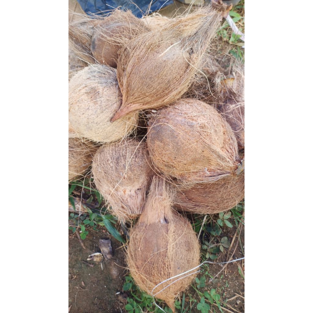 

kelapatua isiantebal