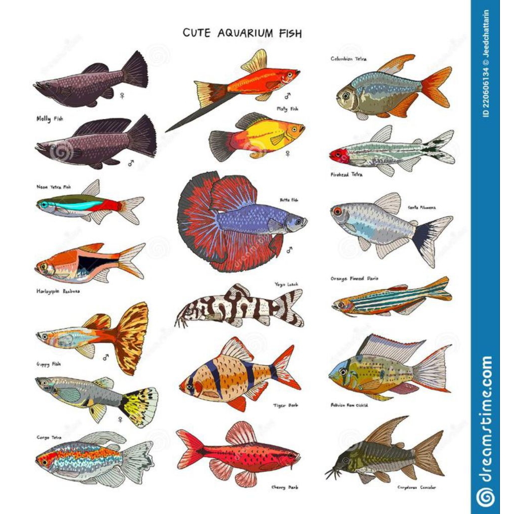 

STIKER CORYDORAS FALIATUS 5 BIJI