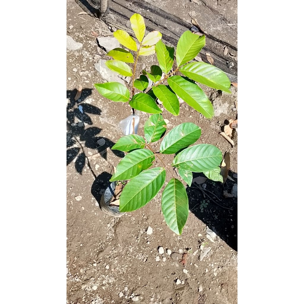 JAMBU DELI HIJAU| JAMBU AIR MADU| Bibit siap berbuah