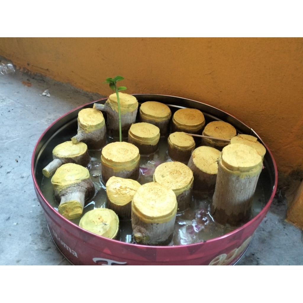 bahan bonsai Sancang pecah batang