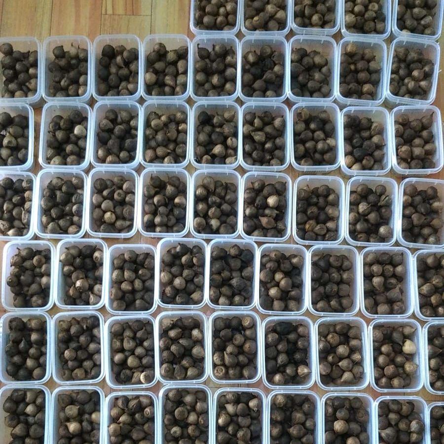 

BAWANG HITAM TUNGGAL QUALITY PREMIUM