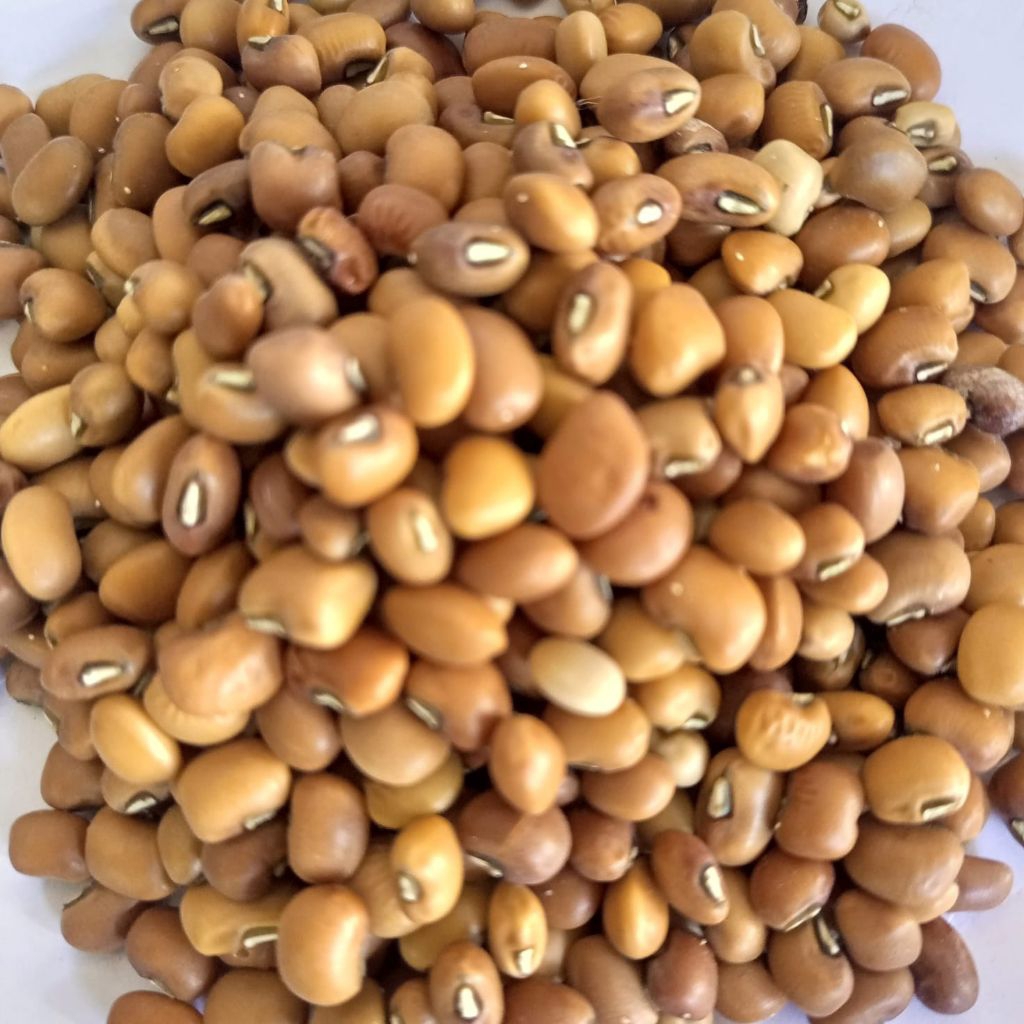 

kacang tholo/tunggak luar