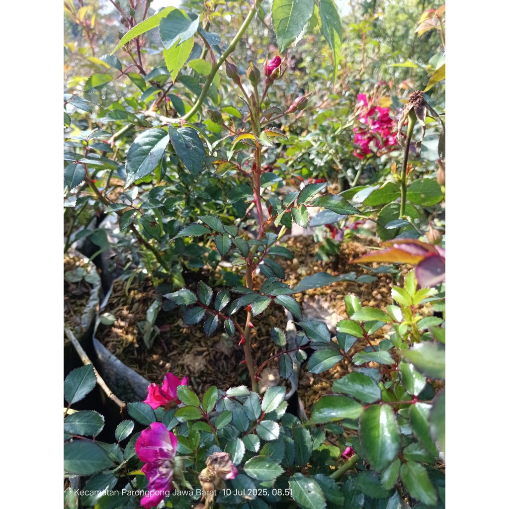 jenis bunga mawar cantik