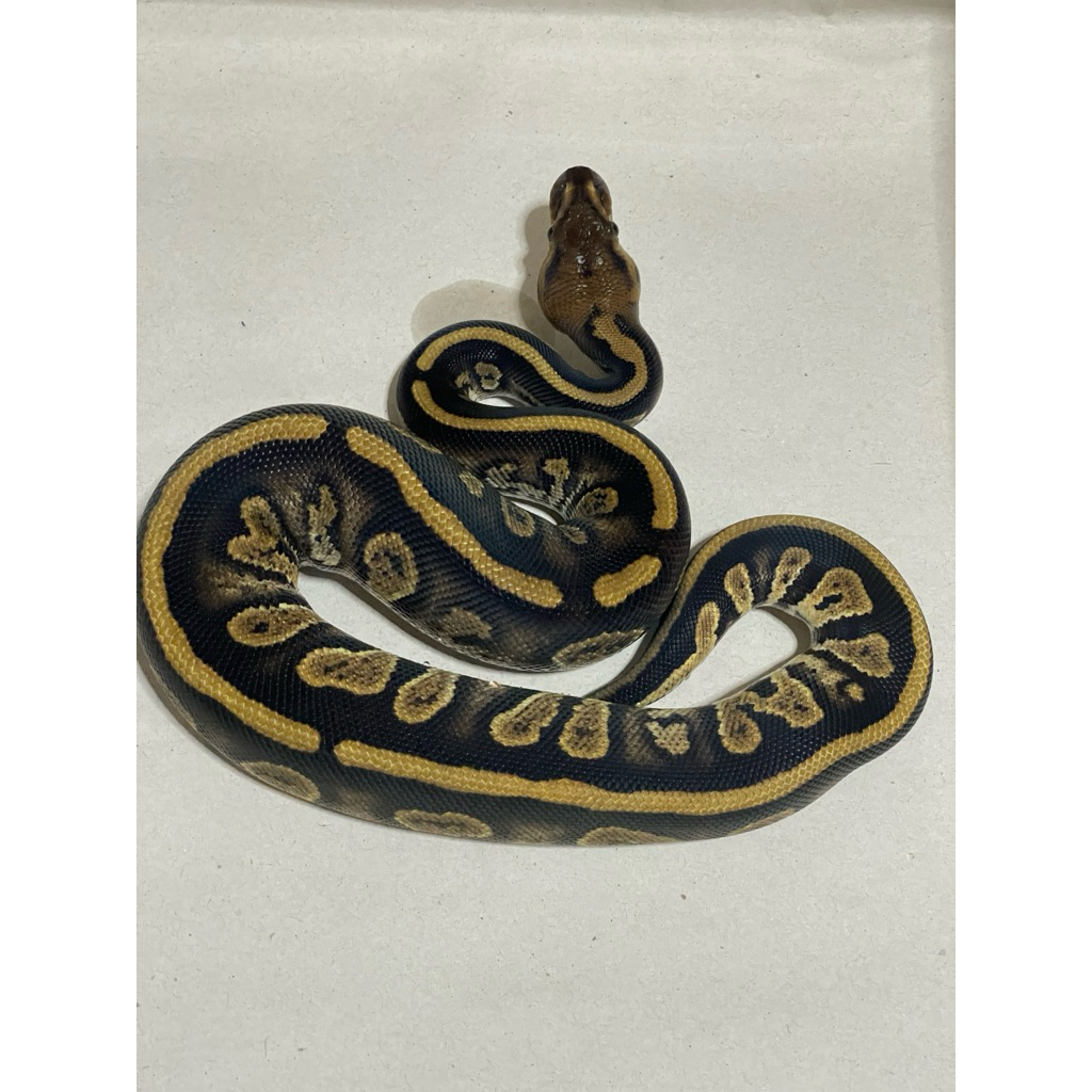 Ballpython Stranger Het Clown