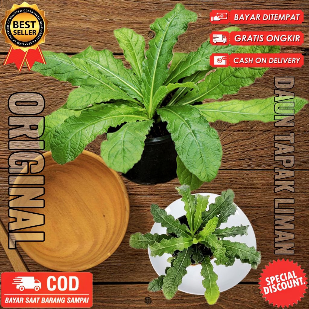 

Daun tapak liman 1kg segar fresh dipetik dadakan saat dipesan utuh sampai akar