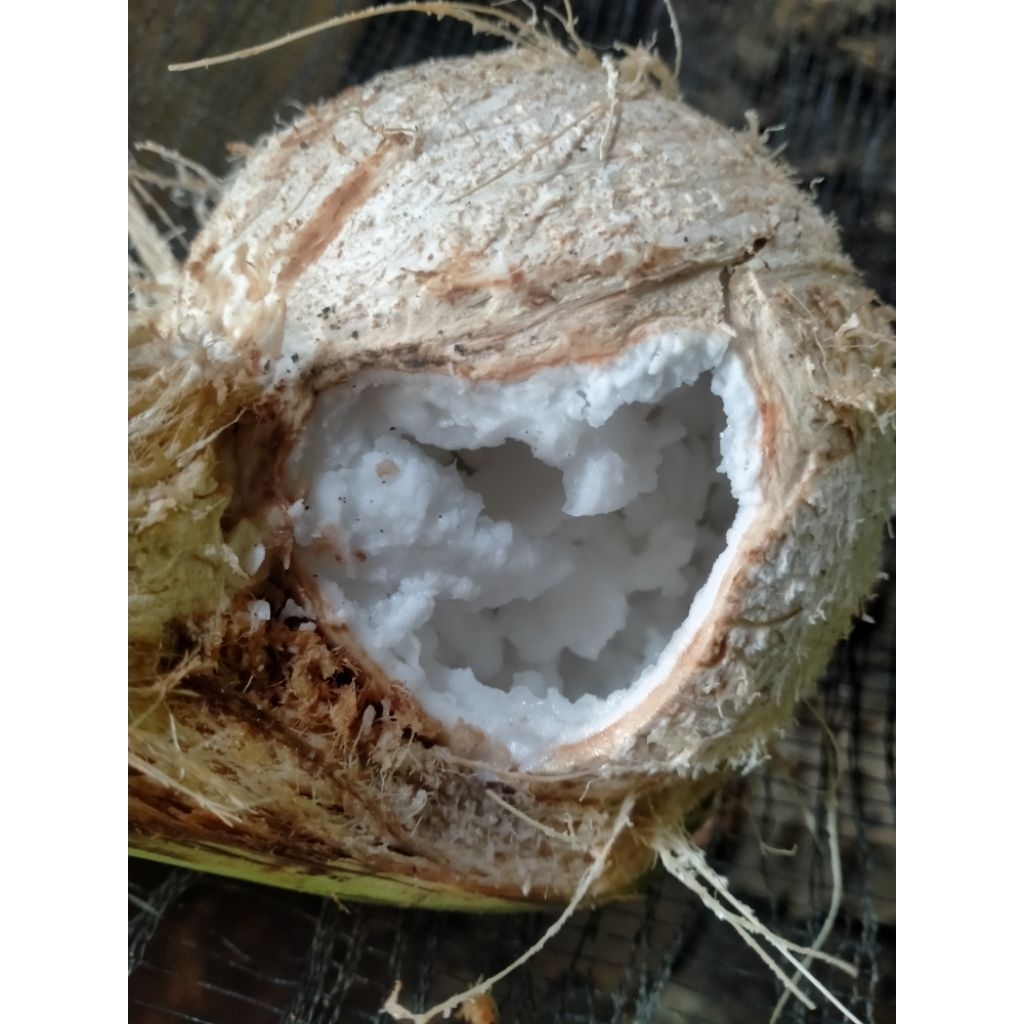 

kelapa kopyor