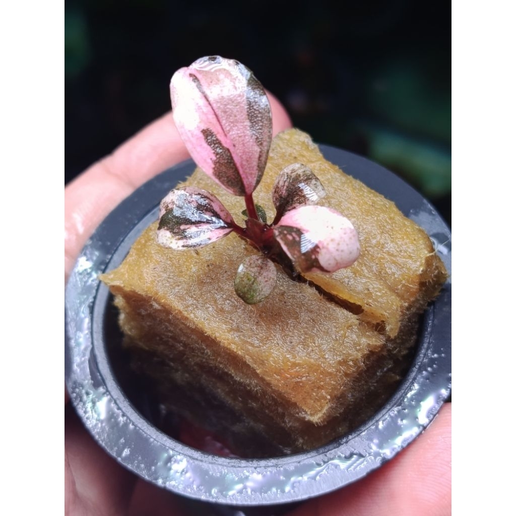 bucephalandra varigata daun air