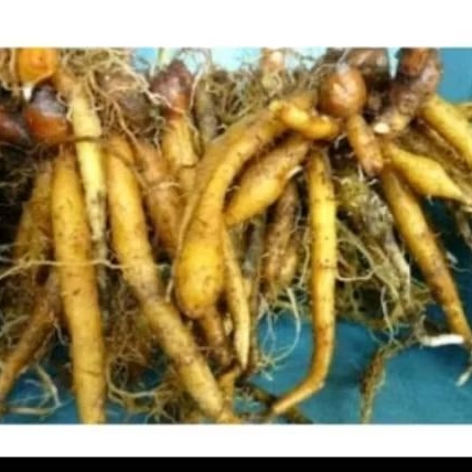 

Temu kunci segar bersih