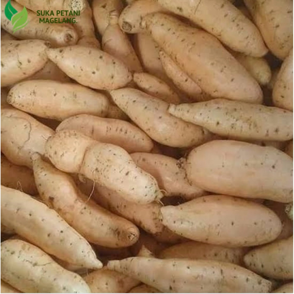 

Ubi Cilembu Manis Legit 1 Kg Free Ongkir