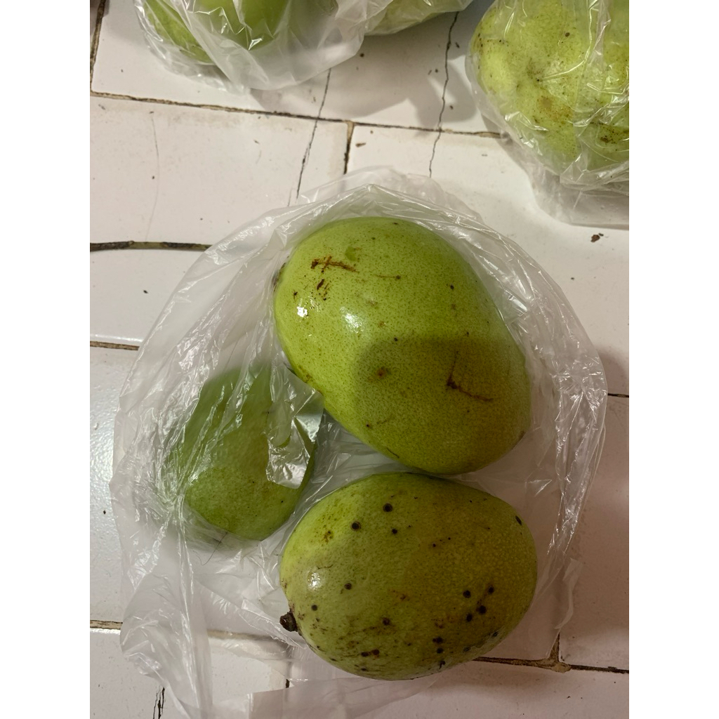 

MANGGA MUDA