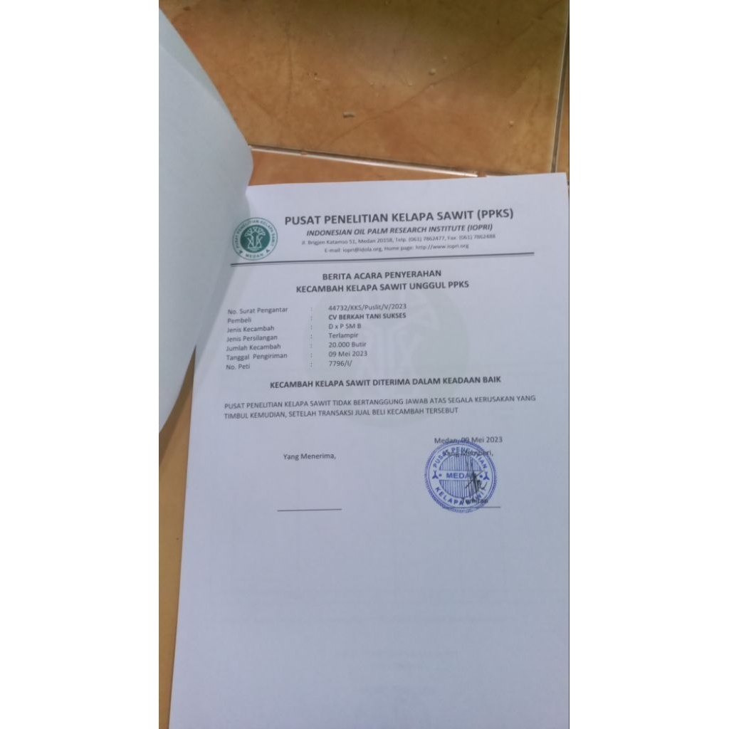 BIBIT kecmbah sawit sriwijaya