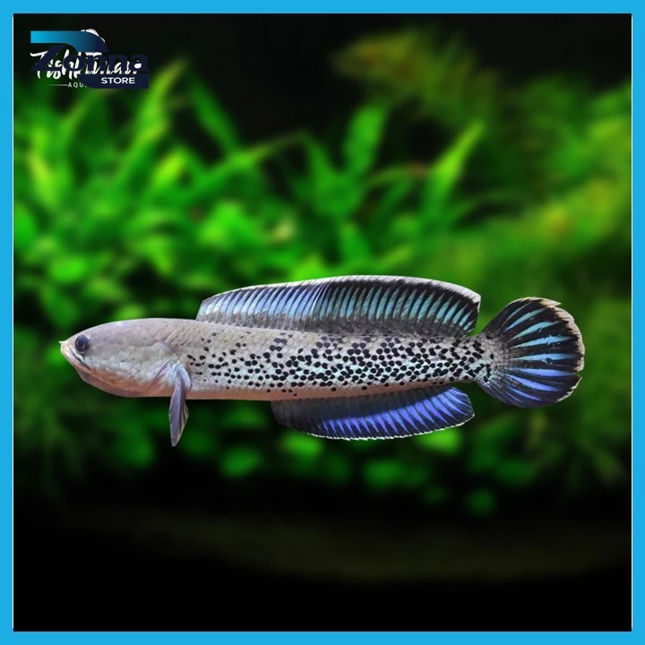 Stewarti Karbialong 6-7 cm