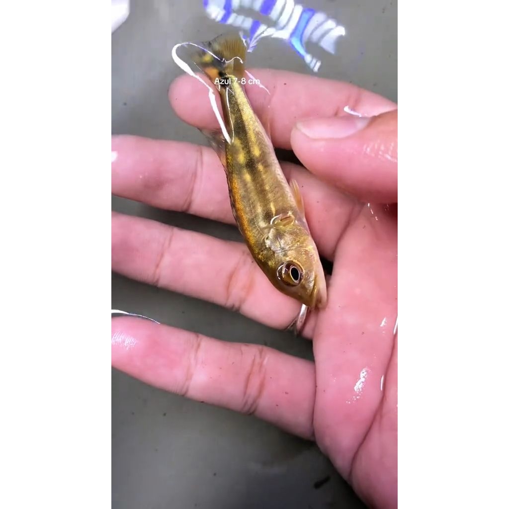 Peacock Bass Blue Azul | Pilihan Terbaik untuk akuarium