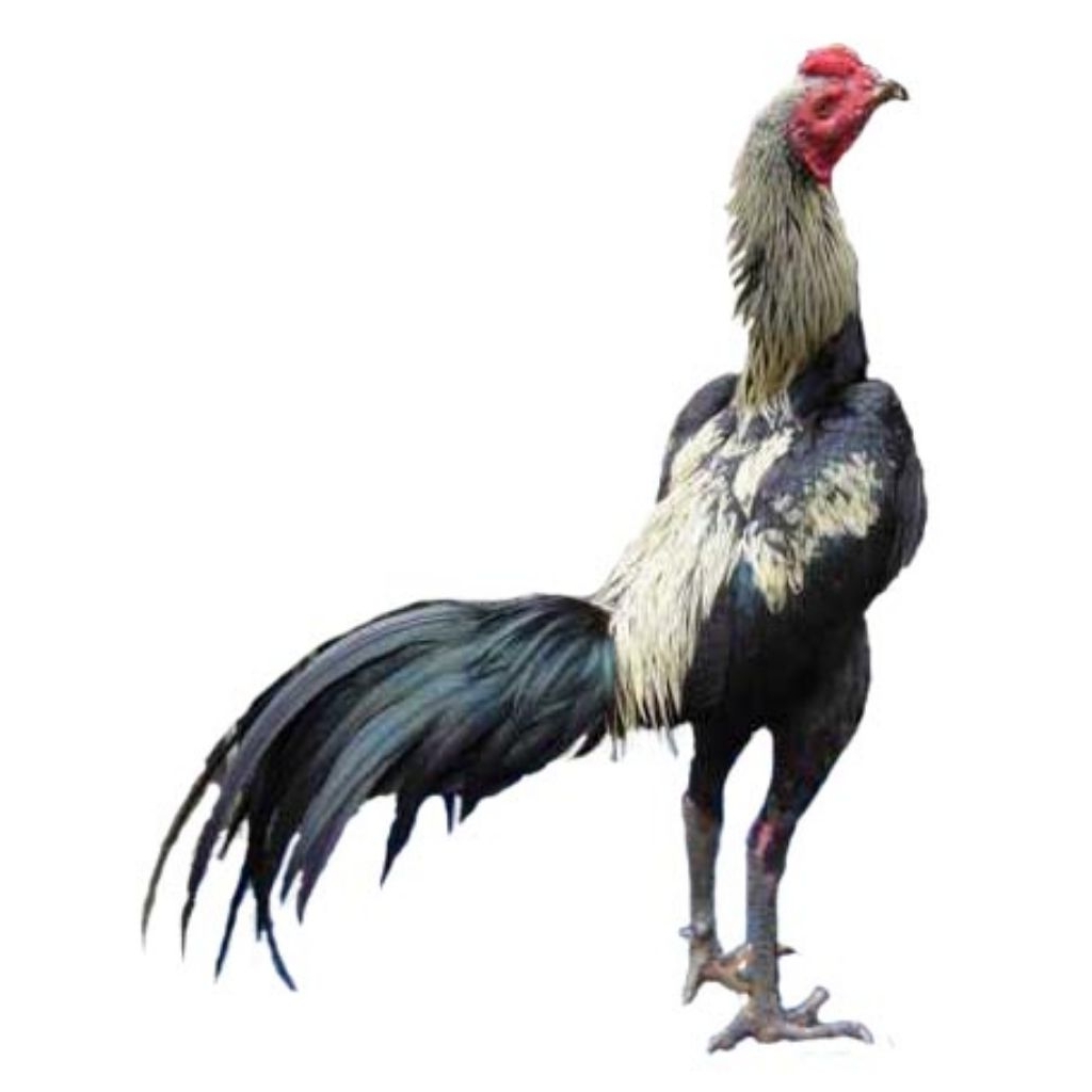 

Telur Ayam Bangkok & Birma (Birkok) Fertil siap untuk ditetaskan