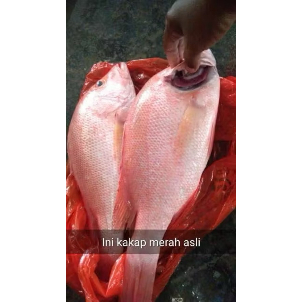 

IKAN KAKAP MERAH BESAR 1KG/ SUPER SEGAR / Genuine Red/North American/Red Snapper