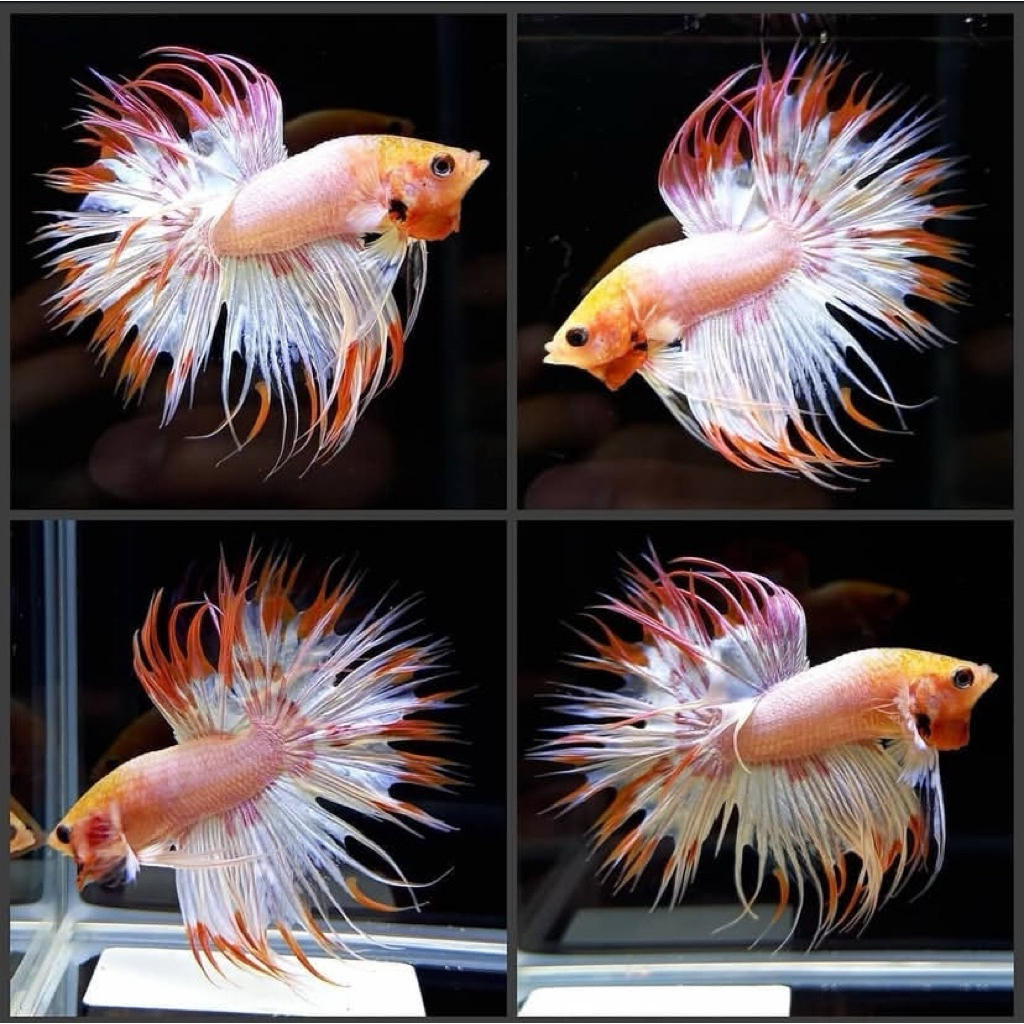 cupang ct maskot terbaik isi 4 ekor, mental galak