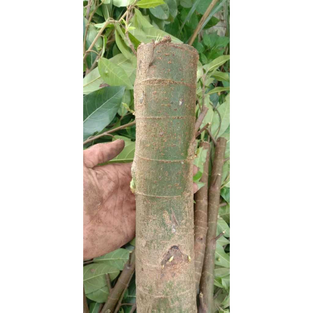 bahan bonsai setek batang Loa  batang