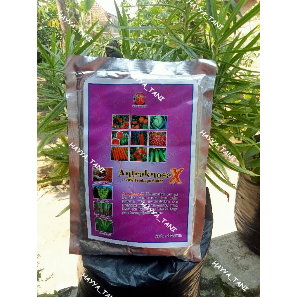 ANTRAKNOSA X 70% Tembaga Sulfat