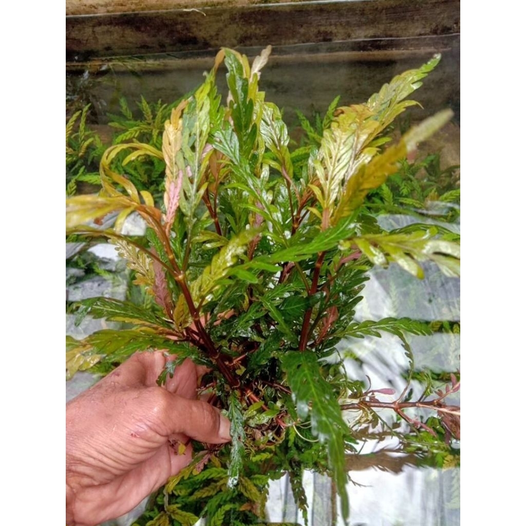 Finatifida media wabikusa