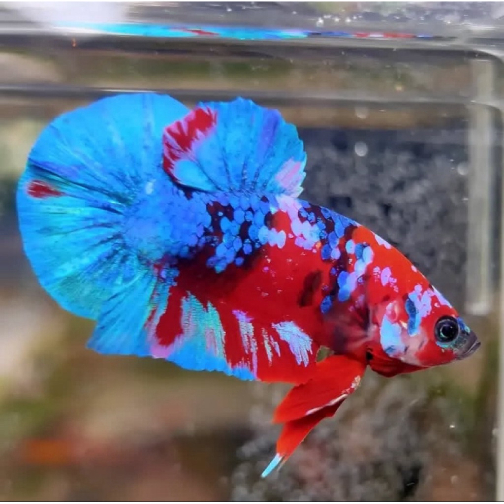 cupang koi galaxy bahan mutasi, indukan bagus, proses mutasi