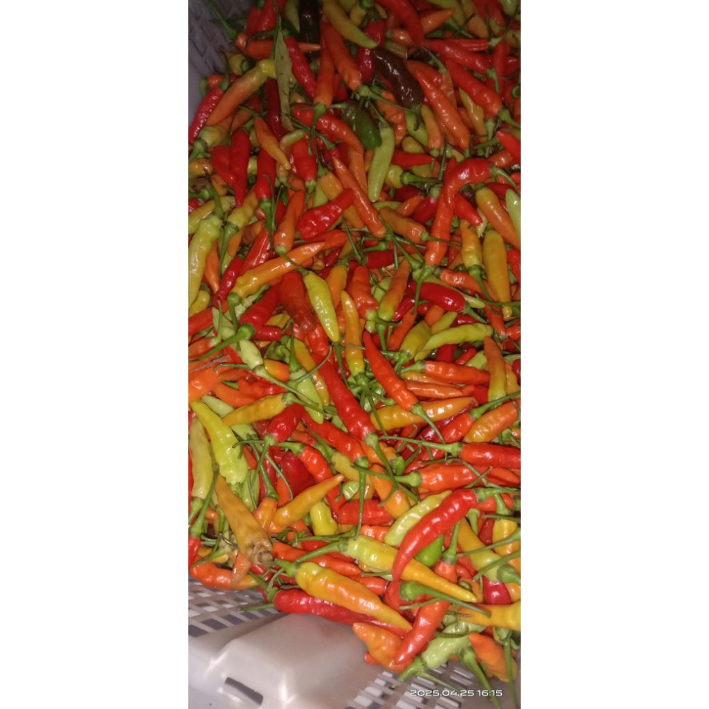 

Cabai Super Fress Langsung Dari Petani