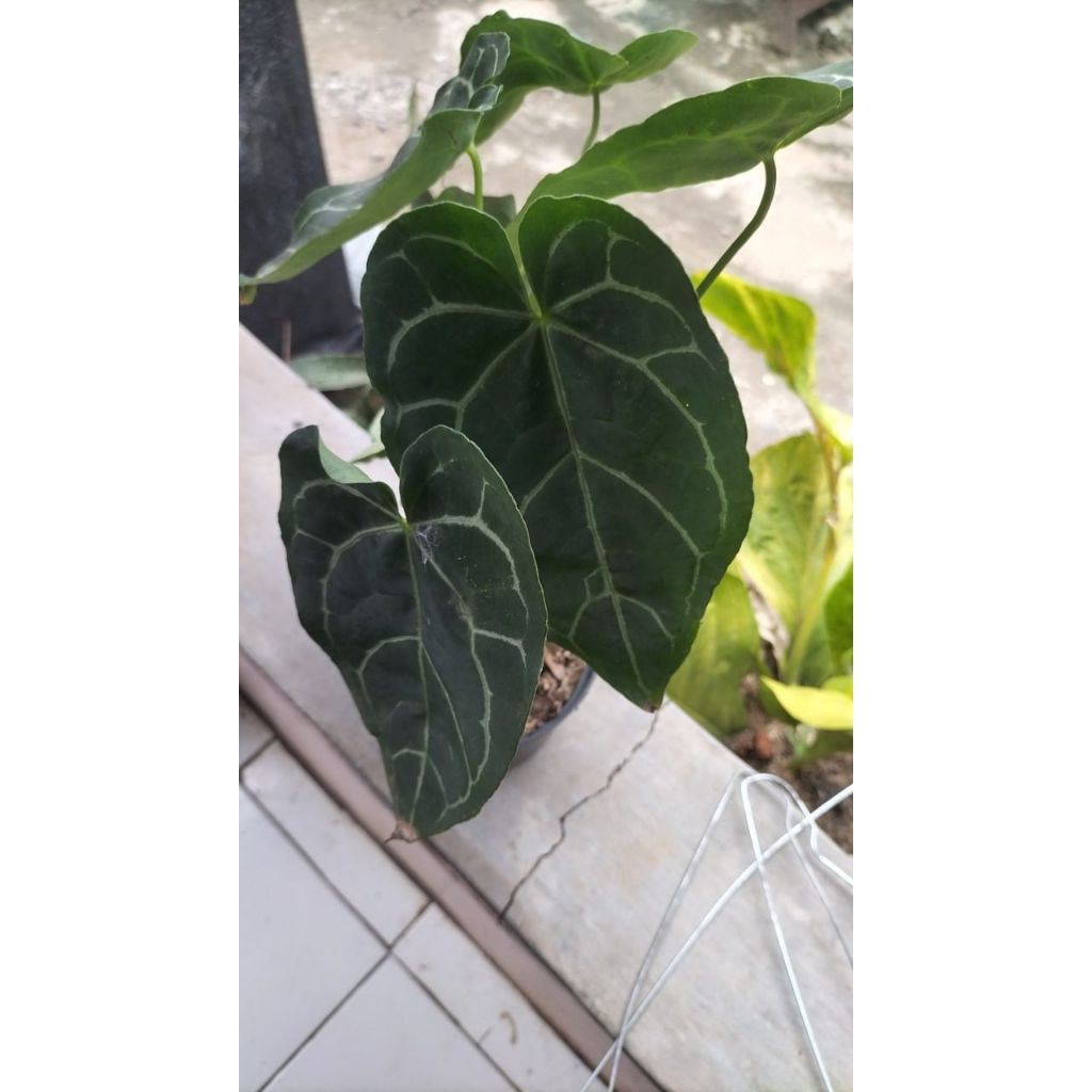 Tanaman hias kuping gajah jumbo,