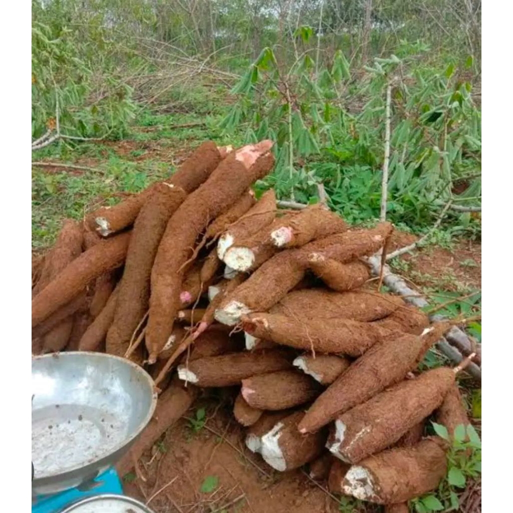 

SINGKONG/DANGDEUR MENTAH PULEN 1KG