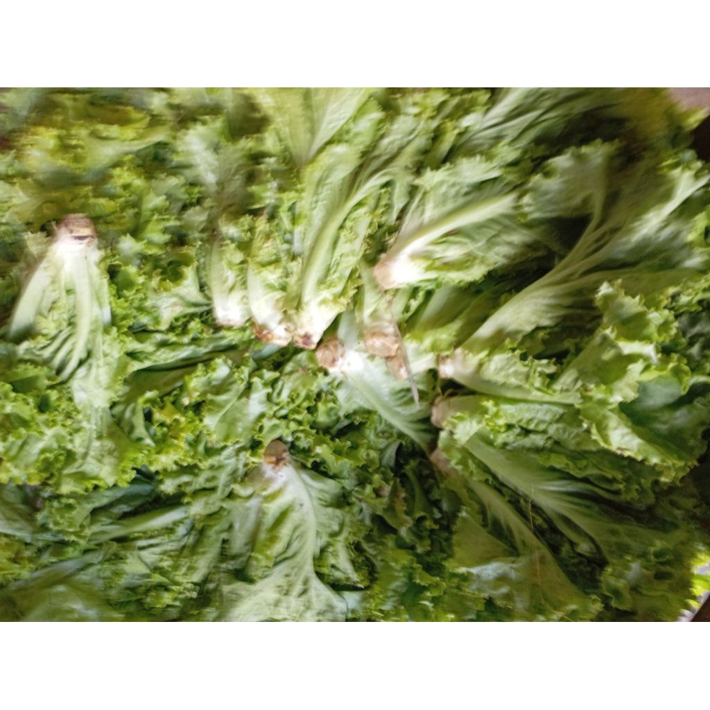 

SAYUR ANDEVI ANDEWI SELADA KRITING HIJAU segar