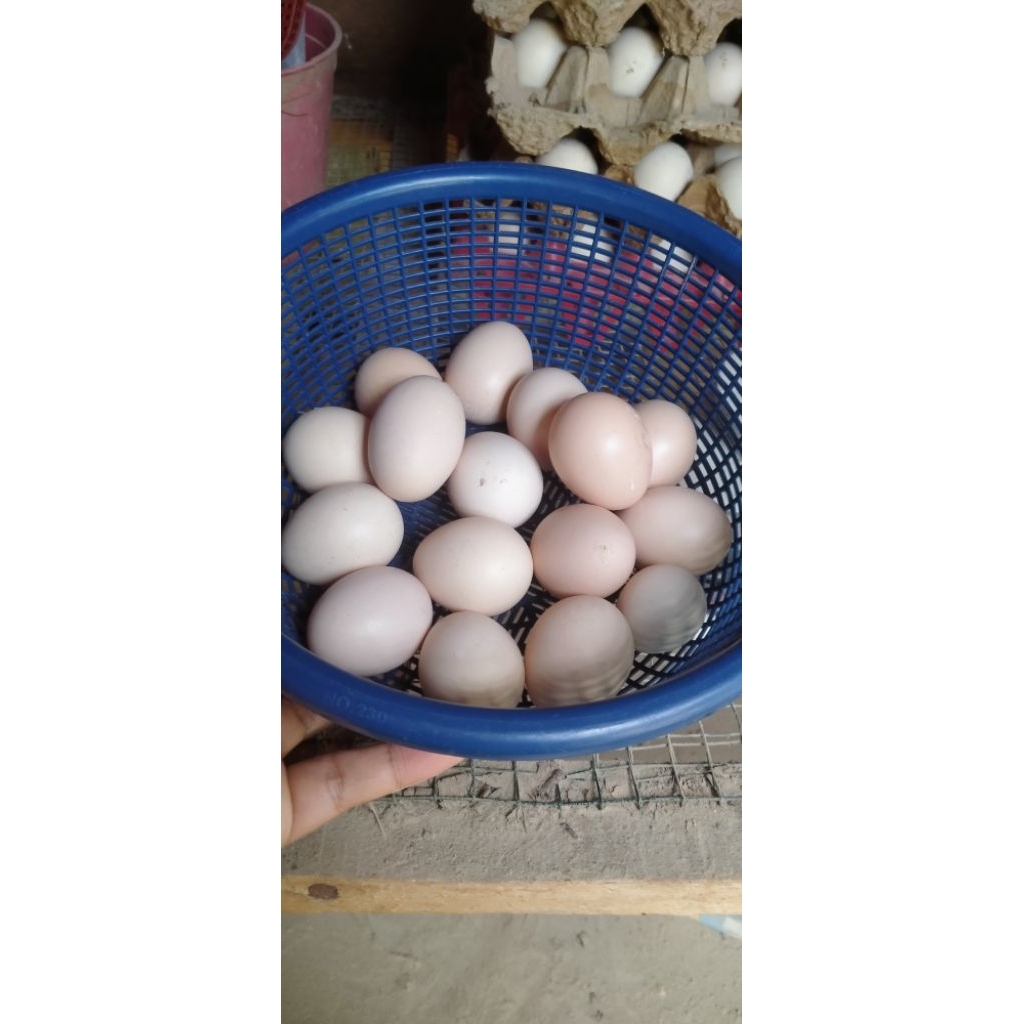 

Telur ayam kampung Asli
