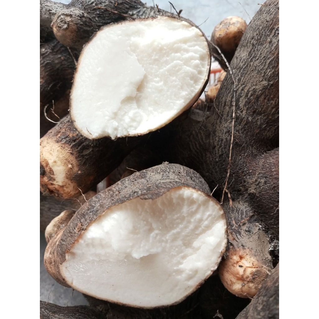

(1kg) Umbi fresh Uwi Tuban Ubi Uwi Bancar Uwi Manis Legi Punel