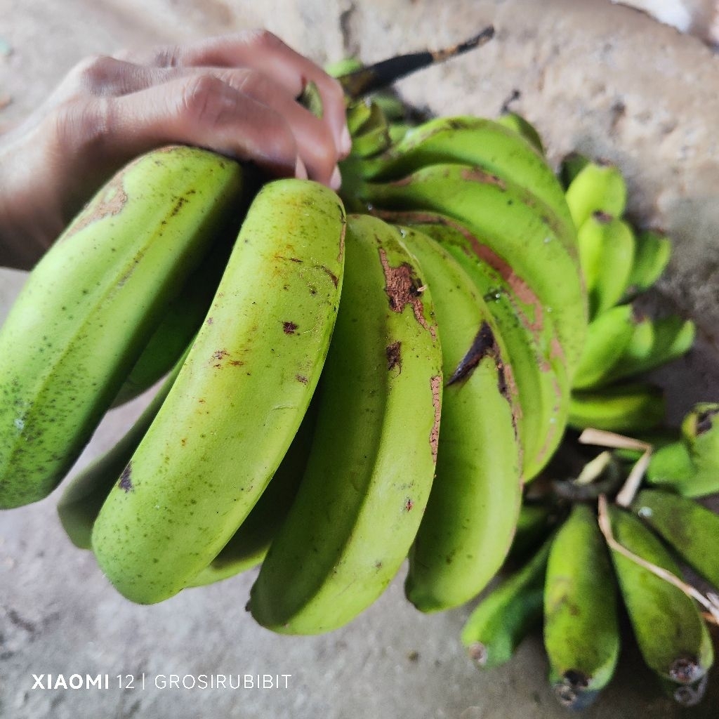 

500 gram pisang cavendish mangkal tua pohon