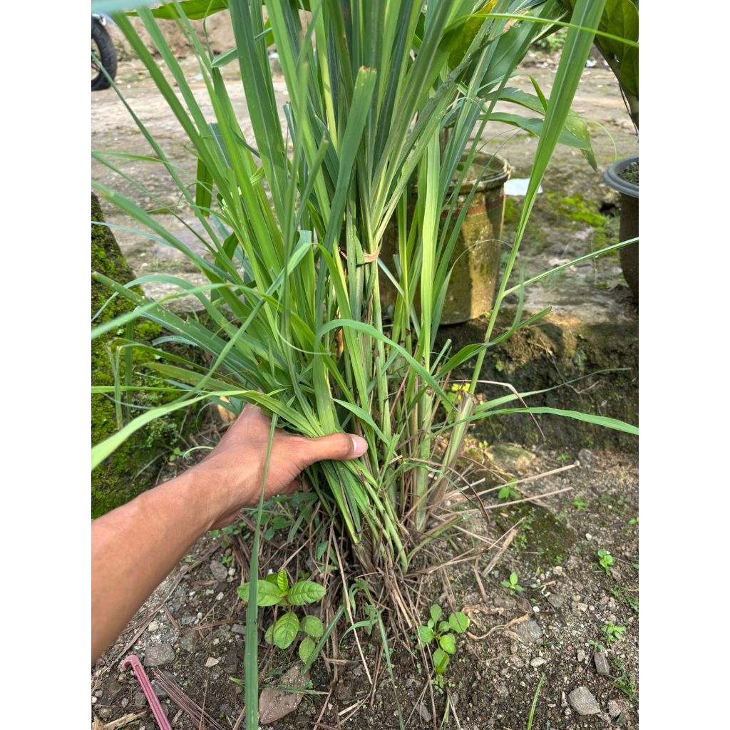

sereh masak / bumbu masak
