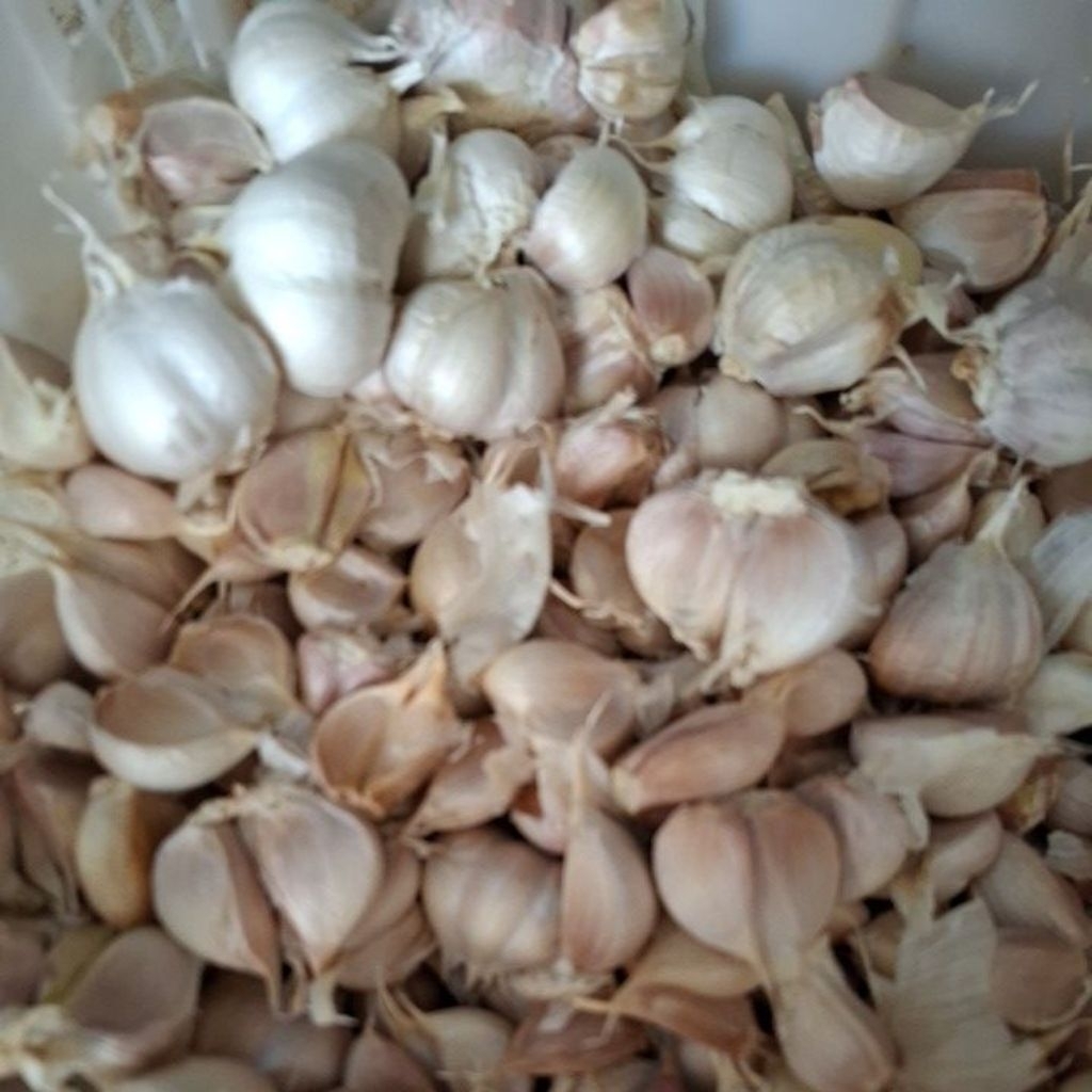 

Bawang Putih Kating