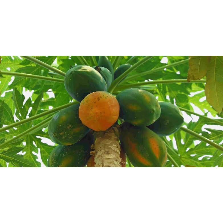 5 Benin Buah Pepaya California Benih Buah Pepaya California Unggul Berkualitas Bibit Pepaya Californ