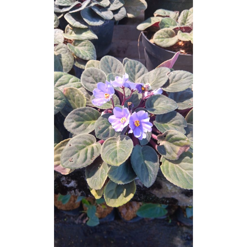 tanaman hias violces rimbun (African Violet)