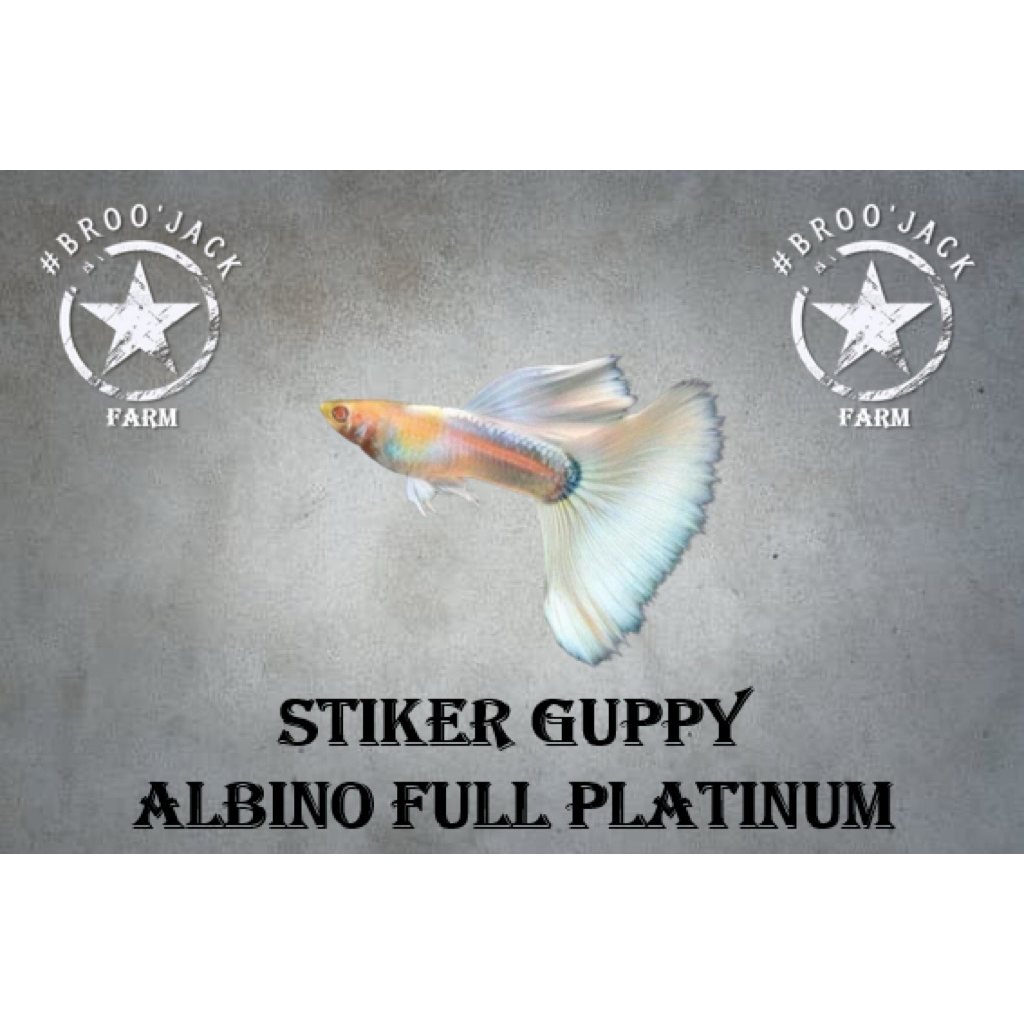 Albino Full Platinum