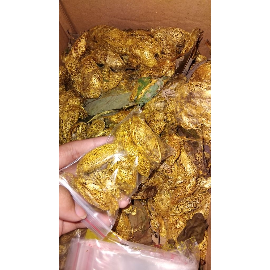 KepompongAlpuket/KepompongEmas