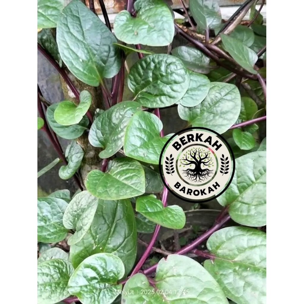 

daun binahong segar 250gram langsung petik dikebun