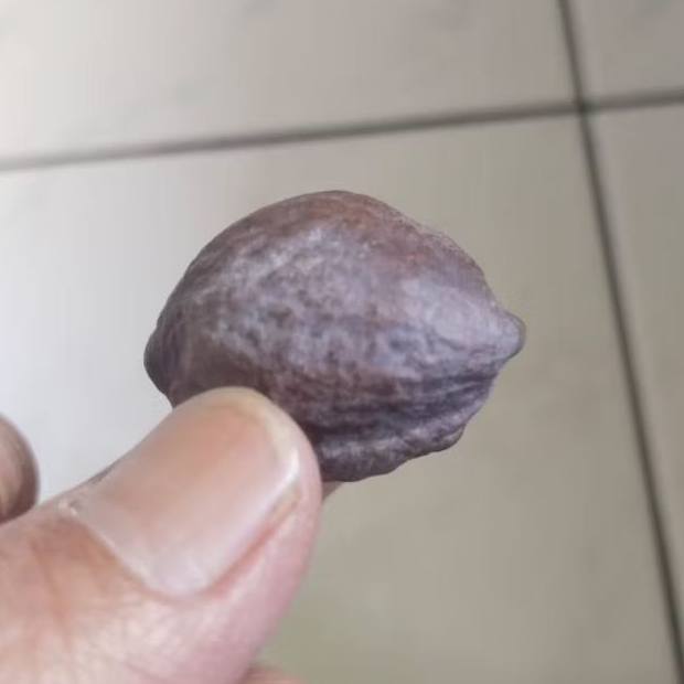 Kemiri Adu Muncang Adu Obral Jalim Jawa Ori Jogja