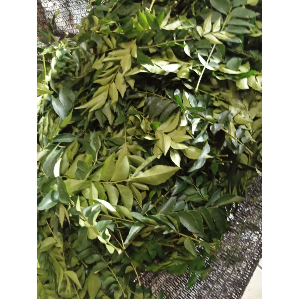 

daun kare segar salam koja atau salam aceh 1 kg