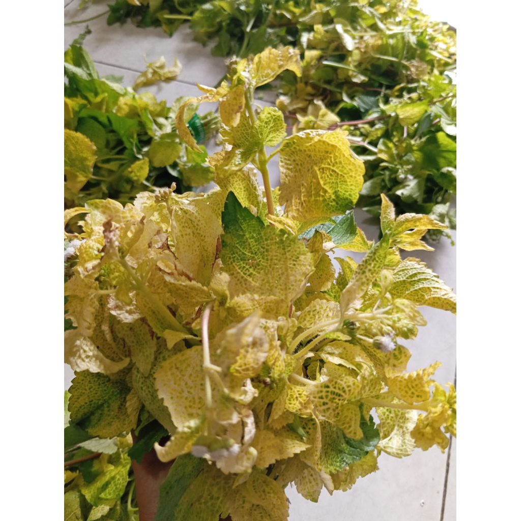 

Daun wedusan kuning atau babadotan atasi lambung kronis