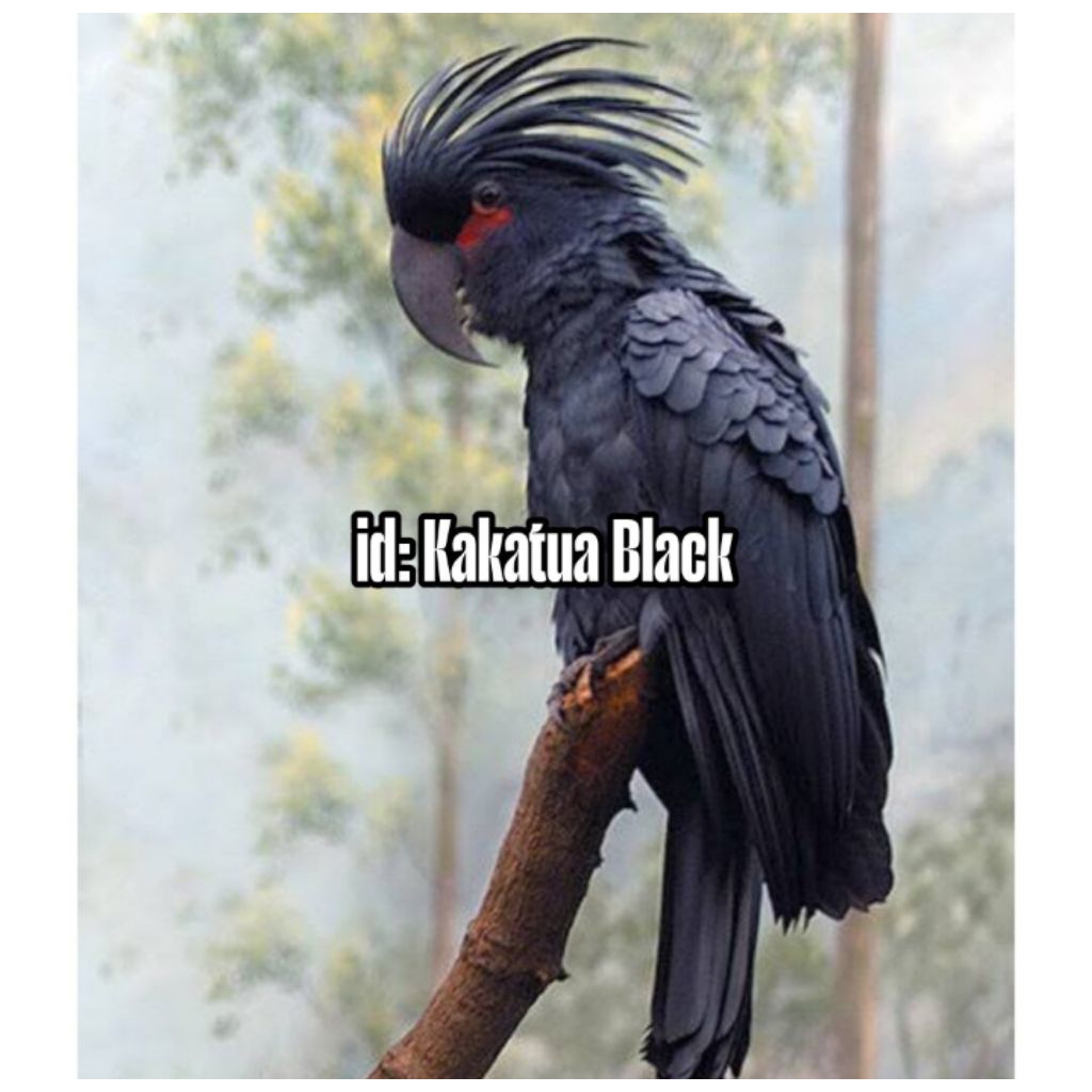 

Telur fertil siap tetas kakatua raja black 2 butir 100% menetas