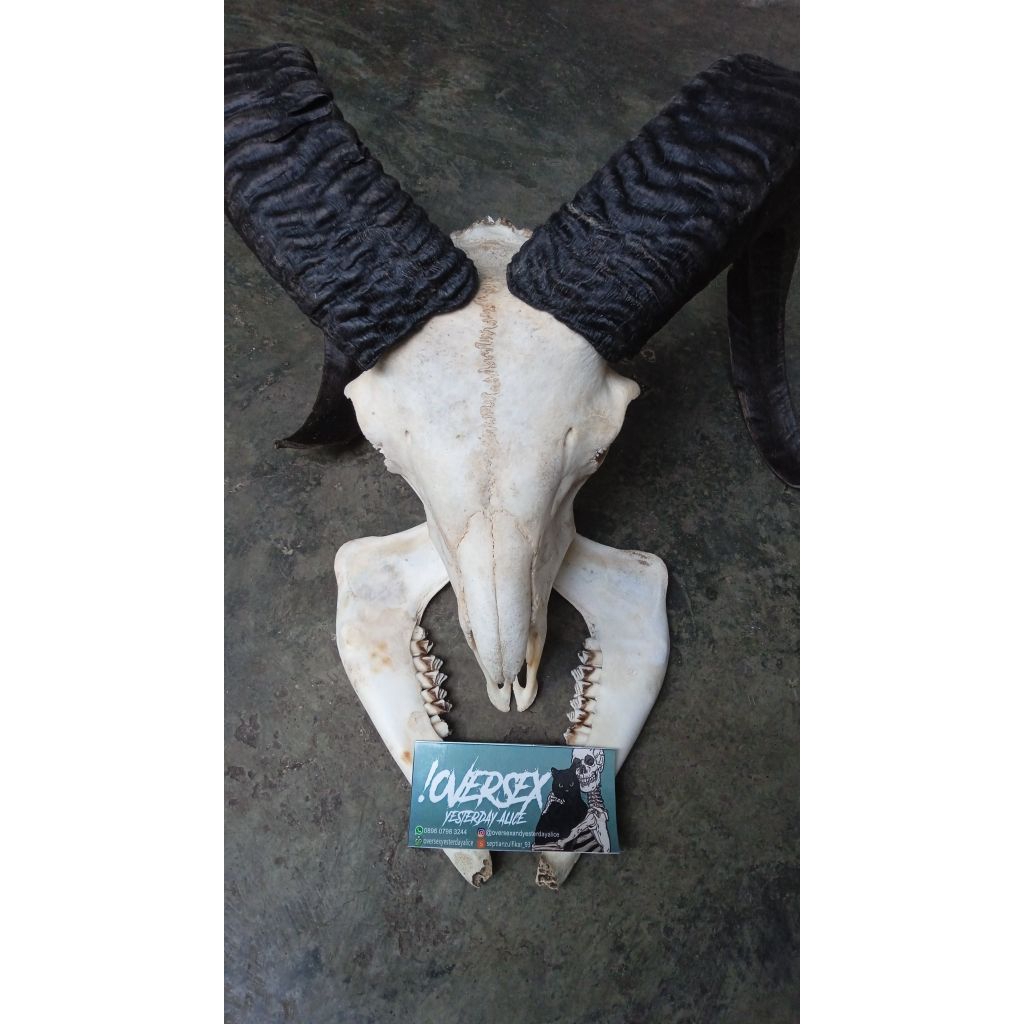 tengkorak kepala domba / kambing asli besar