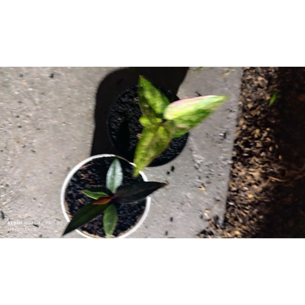 hukeri shof ping & jemani hitam